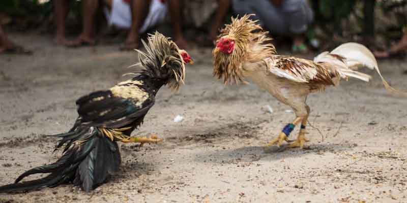 Highly Effective 21 Days Conditioning Method For Cockfighting