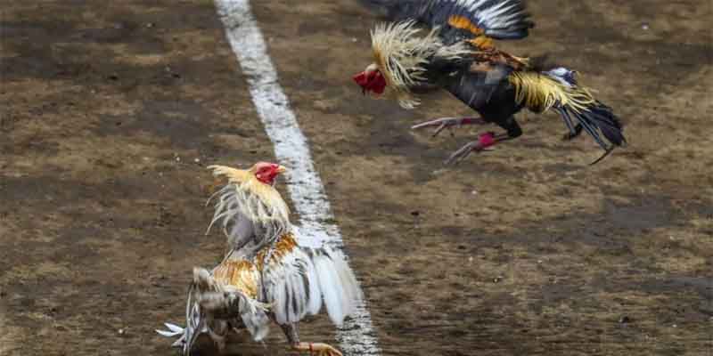 Presentation of the 21 days conditioning method for cockfighting