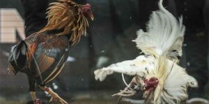 Asian Cockfighting Arena: Chicken Fighting at Betso888