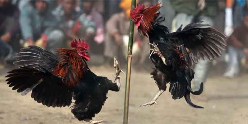 Concept of the Asian Cockfighting Arena