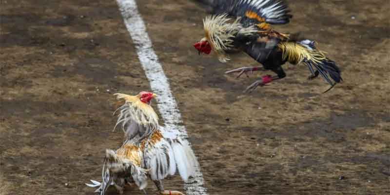 Basic Concepts of Chicken Cockfight