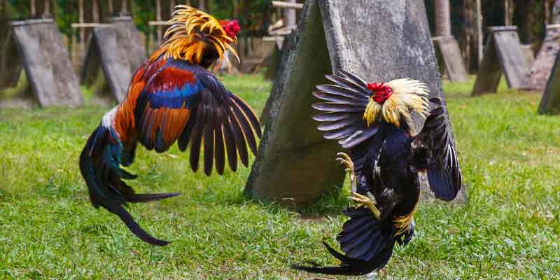 Philippines Cockfighting: Culture and Matches at Betso888